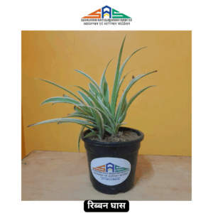Ribbon Grass in SAS Foundation Pot (4")