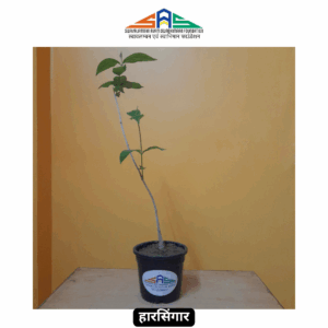 Harsingar (Parijat / Night Jasmine) in SAS Foundation Pot (4")