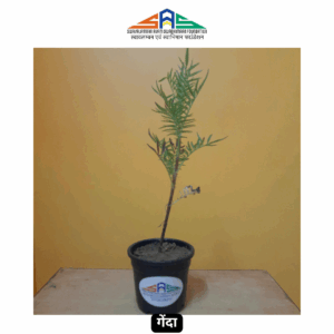Gainda (Marigold) in SAS Foundation Pot (4")
