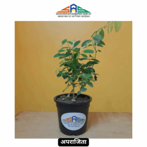 Aprajita (Butterfly Pea) in SAS Foundation Pot (4")