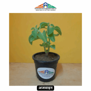 Ajwain (Carom Plant) in SAS Foundation Pot (4")