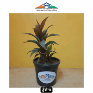 Dracaena in SAS Foundation Pot (4")