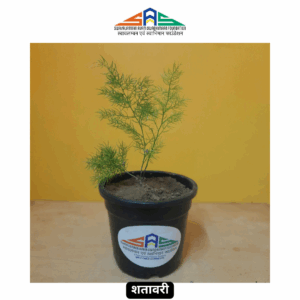 Shatavari in SAS Foundation Pot (4")
