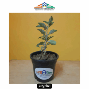 Ashwagandha in SAS Foundation Pot (4")
