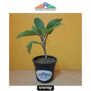 Pattharchatta (Kalanchoe) in SAS Foundation Pot (4")