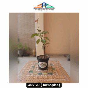 Jatropha in SAS Foundation Pot (4")