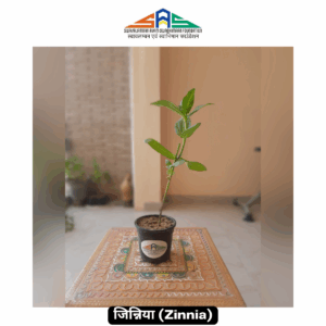 Zinnia in SAS Foundation Pot (4")