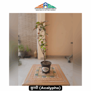 Acalypha in SAS Foundation Pot (4")