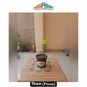 Ficus in SAS Foundation Pot (4")