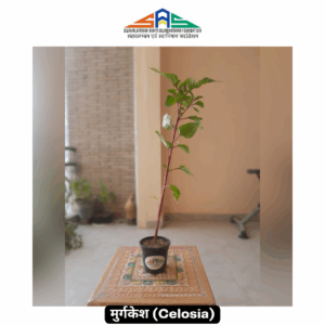 Celosia in SAS Foundation Pot (4")