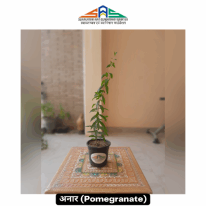 Pomegranate in SAS Foundation Pot (4")