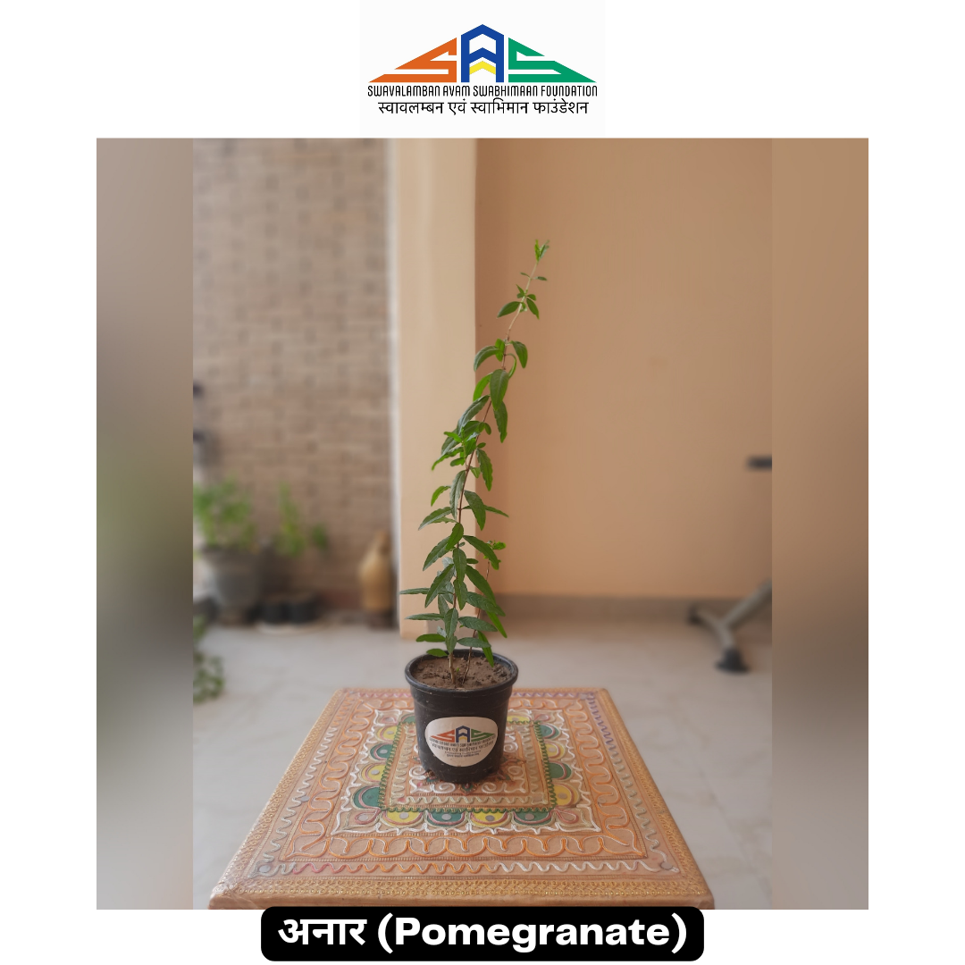 Pomegranate in SAS Foundation Pot (4") 1 Pomegranate in SAS Foundation Pot (4")